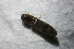 Stenagostus rhombeus