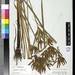 Cyperus elatus - Photo (c) Smithsonian Institution, National Museum of Natural History, Department of Botany, some rights reserved (CC BY-NC-SA)