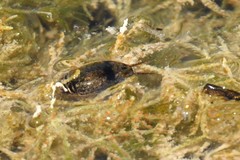 Thermonectus nigrofasciatus