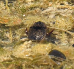 Thermonectus nigrofasciatus