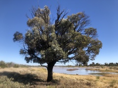 Acacia harpophylla