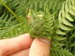 Herpetogramma theseusalis