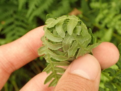 Herpetogramma theseusalis
