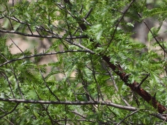 Bursera galeottiana
