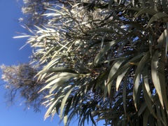 Acacia harpophylla