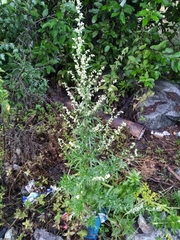 Artemisia vulgaris