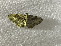 Costaconvexa