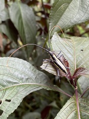 Ptychodes politus