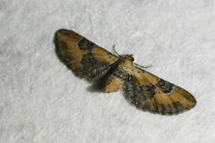 Eupithecia gueneata