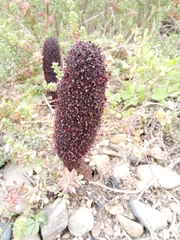 Cynomorium coccineum