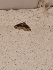 Xanthorhoe ferrugata