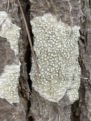 Dirina ceratoniae