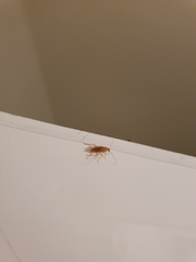 Insecta