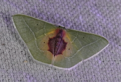 Nemoria astraea