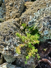 Crassula colligata colligata