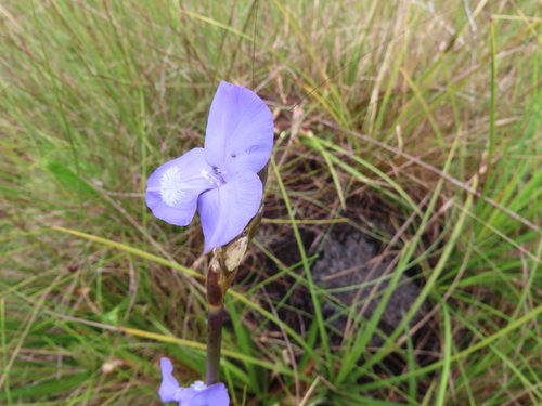 Abolboda macrostachya