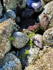 Crassula colligata colligata