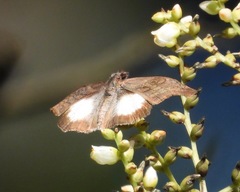 Theagenes aegides