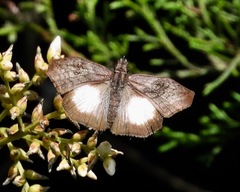 Theagenes aegides
