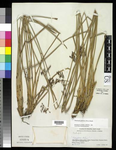 Fimbristylis umbellaris