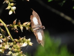 Theagenes aegides