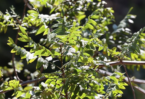 photo of Southern California Walnut (Juglans californica)