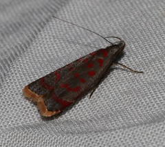 Dichomeris sandycitis