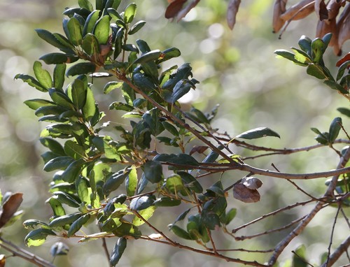 photo of Coast Live Oak (Quercus agrifolia)
