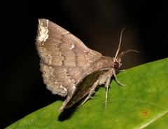 Adrapsa quadrilinealis