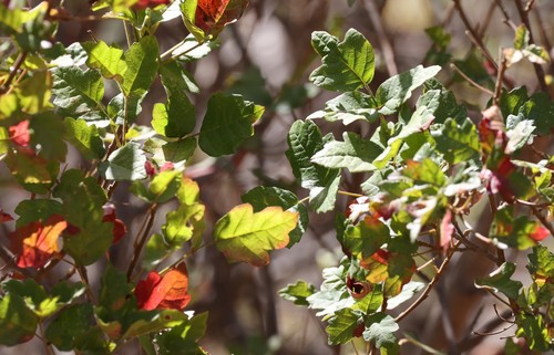 photo of Pacific Poison Oak (Toxicodendron diversilobum)