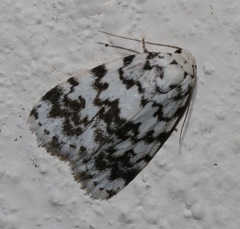 Aemene taprobanis