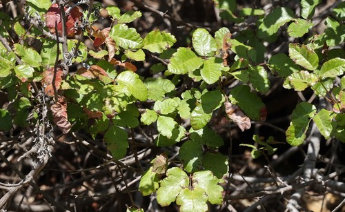 photo of Pacific Poison Oak (Toxicodendron diversilobum)