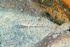 Gobius roulei