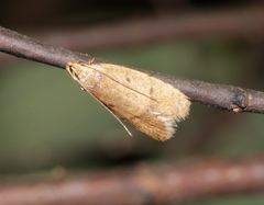 Phaulolechia bifariafera