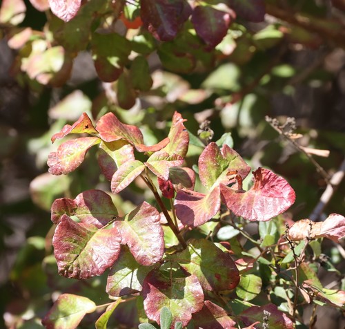 photo of Pacific Poison Oak (Toxicodendron diversilobum)