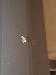 Lepidoptera