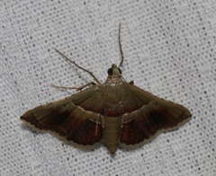 Endotricha repandalis