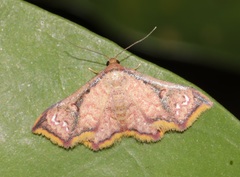 Enispa elataria