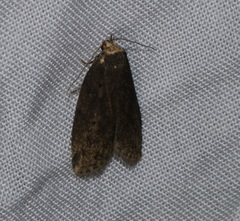 Eugoa bipunctata