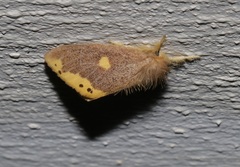 Euproctis quadrangularis