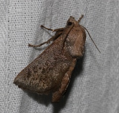 Griseothosea fasciata