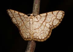 Heterostegane warreni