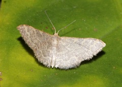 Idaea costiguttata