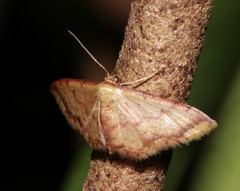 Idaea impexa