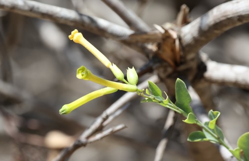 photo of Tree Tobacco (Nicotiana glauca)