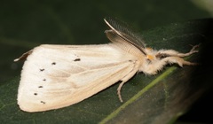Laelia anamesa