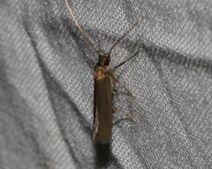 Tegenocharis tenebrans