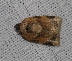 Neocalyptis liratana