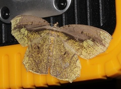 Pareumelea eugeniata