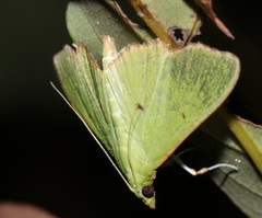 Parotis punctiferalis